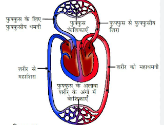 परिसंचरण तंत्र क्या है? परिसंचरण तंत्र क्या है?